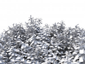 crape myrtle no 2 Model 3D