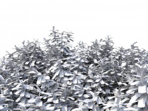 murta de crepe n&ordm; 2 Modelo 3D