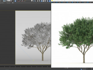 crape myrtle no 2 Model 3D