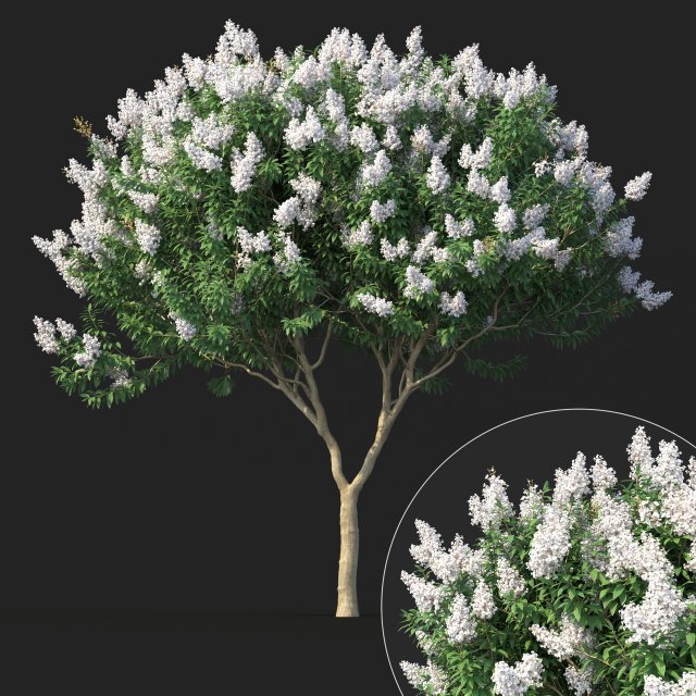 crape myrtle with white flowers 3D Model .c4d .max .obj .3ds .fbx .stl .blend 