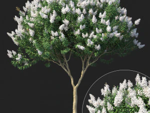 흰 꽃이 핀 백일홍 3D 모델