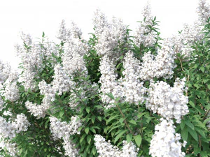 crape myrtle with white flowers 3D Model