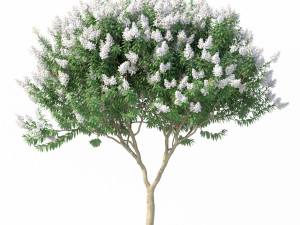 crape myrtle with white flowers 3D Model