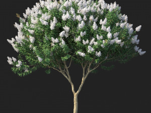 crape myrtle with white flowers 3D Model