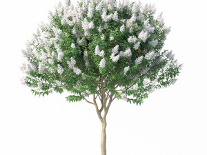 crape myrtle with white flowers 3D Model