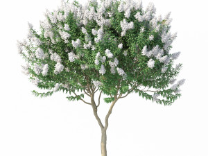crape myrtle with white flowers 3D Model
