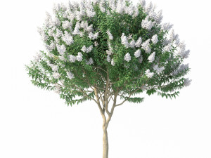 crape myrtle with white flowers 3D Model