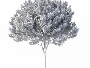 crape myrtle with white flowers 3D Model