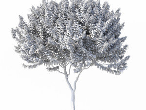 crape myrtle with white flowers 3D Model