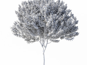 crape myrtle with white flowers 3D Model