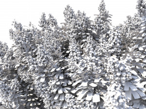 crape myrtle with white flowers 3D Model