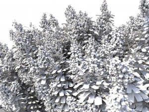crape myrtle with white flowers 3D Model