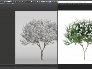 crape myrtle with white flowers 3D Model