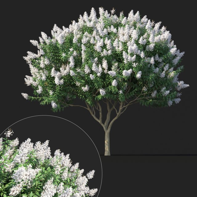 crape myrtle no 2 with white flowers Model 3D .c4d .max .obj .3ds .fbx .stl .blend 