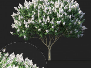crape myrtle no 2 with white flowers 3Dモデル
