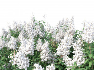 crape myrtle no 2 with white flowers Model 3D