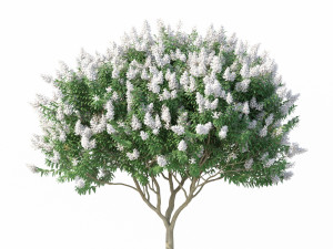 crape myrtle no 2 with white flowers Model 3D