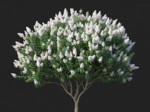 crape myrtle no 2 with white flowers Model 3D