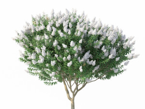 crape myrtle no 2 with white flowers Model 3D