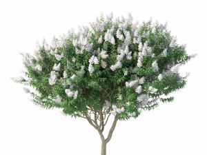 crape myrtle no 2 with white flowers Model 3D