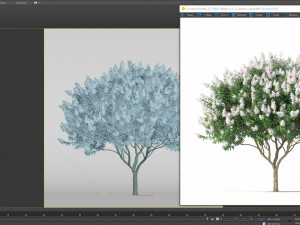 crape myrtle no 2 with white flowers Model 3D