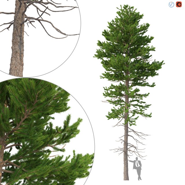 picea abies no 1 Modelo 3D .c4d .max .obj .3ds .fbx .stl .blend 