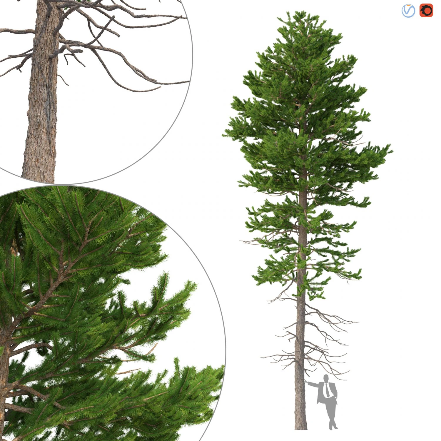 picea abies no 1 3D Model .c4d .max .obj .3ds .fbx .stl .blend