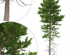 picea abies no 1 3D Model