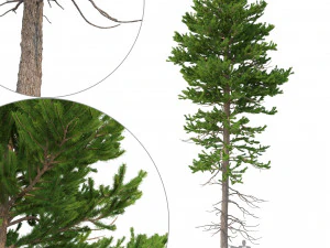 picea abies n. 1 Modello 3D