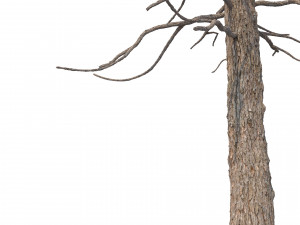 picea abies no 1 Modelo 3D