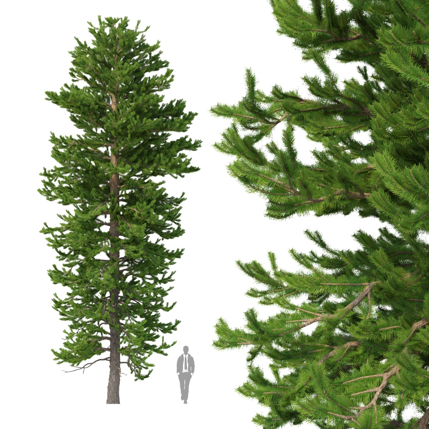 picea abies n&ordm; 2 Modelo 3D .c4d .max .obj .3ds .fbx .stl .blend 