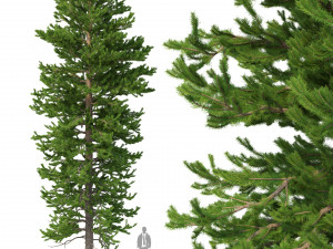 picea abies no 2 3D Model