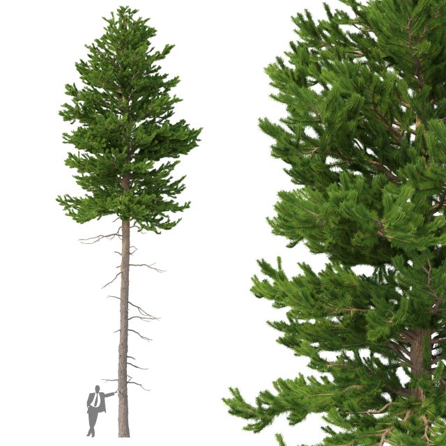 picea abies no 3 3D Модель .c4d .max .obj .3ds .fbx .stl .blend 