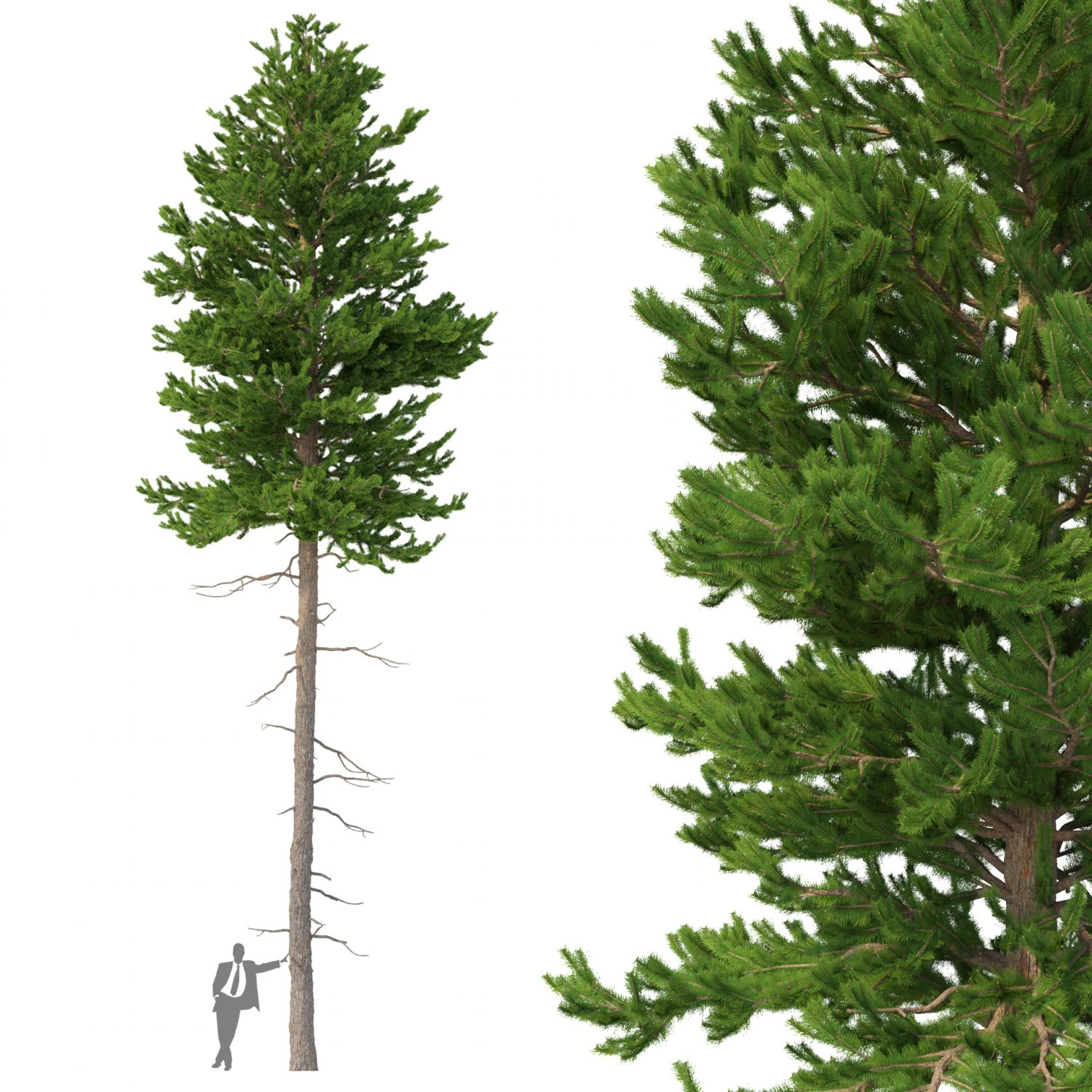 picea abies nº 3 Modelo 3D .c4d .max .obj .3ds .fbx .stl .blend