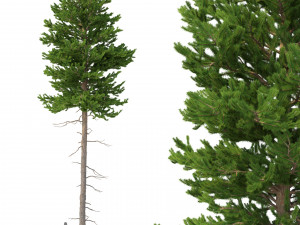 picea abies no 3 Model 3D
