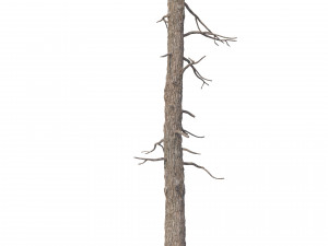 picea abies no 3 3D Модель