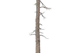 picea abies n&ordm; 3 Modelo 3D