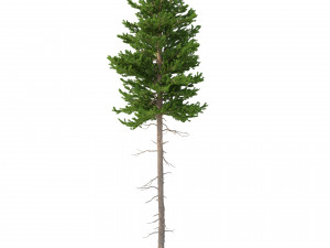 picea abies no 3 3D Модель