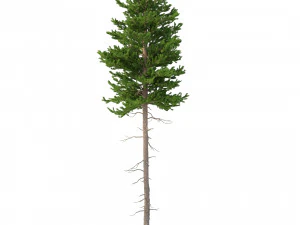 picea abies n&ordm; 3 Modelo 3D
