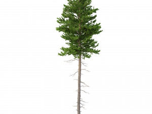 picea abies no 3 3D Модель