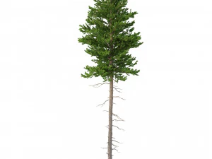 picea abies n&ordm; 3 Modelo 3D