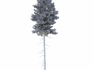 picea abies no 3 3D Модель
