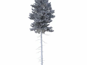 picea abies n&ordm; 3 Modelo 3D