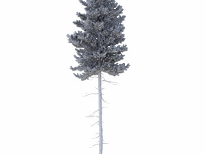 picea abies no 3 3D Модель