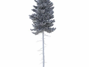 picea abies n&ordm; 3 Modelo 3D