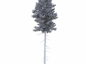 picea abies no 3 3D Модель