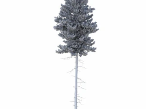 picea abies n&ordm; 3 Modelo 3D