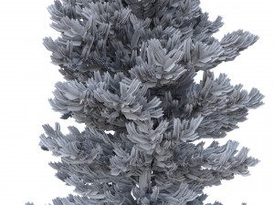 picea abies no 3 3D Модель