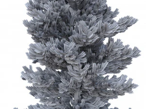 picea abies n&ordm; 3 Modelo 3D