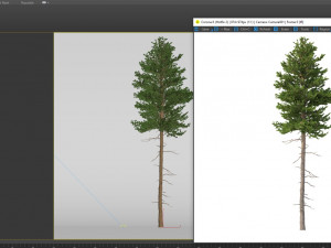 picea abies no 3 3D Модель
